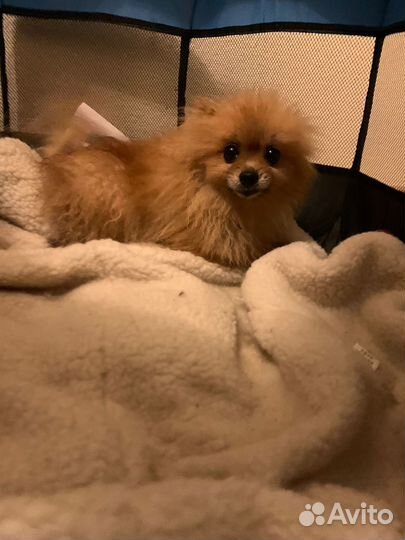 Девочка мини шпиц