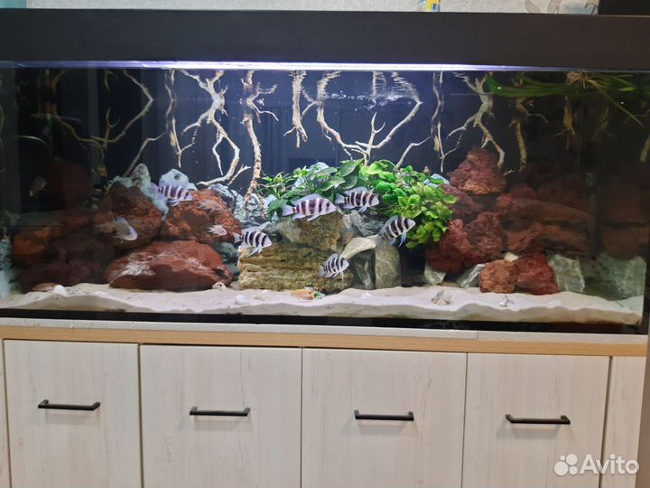 Аквариум с тумбой 500 литров