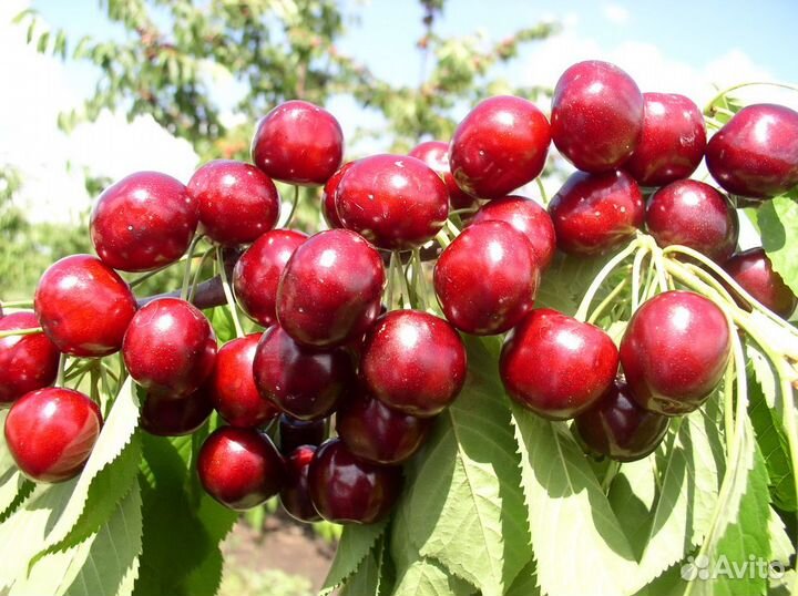 Саженцы колоновидной черешни Сильвия