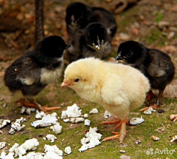 Цыплята домашних кур