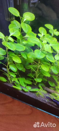 Аквариумные растения