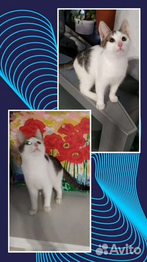 Котенок в добрые руки