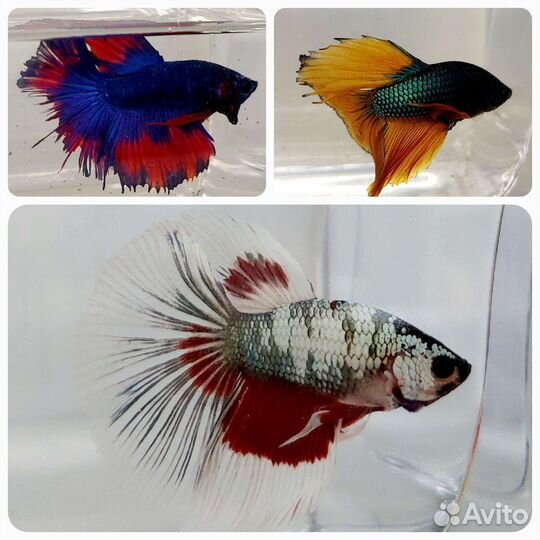 Рыбка петушок