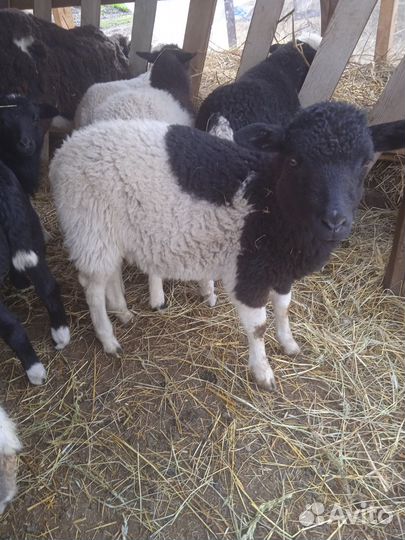 Барашки дорпер кросс