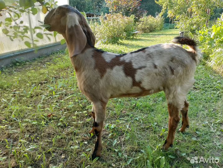 Англо-нубийские козочки и козлики