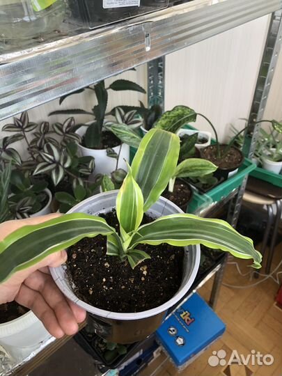 Пальма драцена