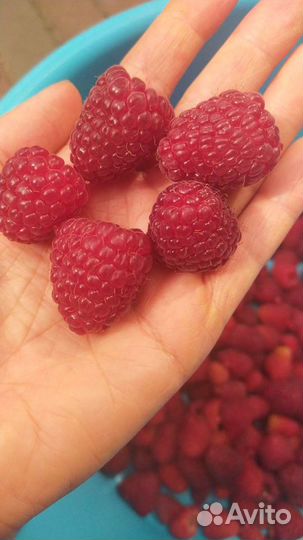 Малина сорт Тайбери