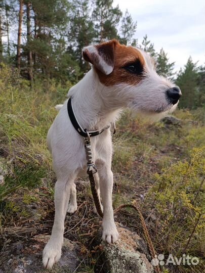 Парсон рассел терьер ищет невесту