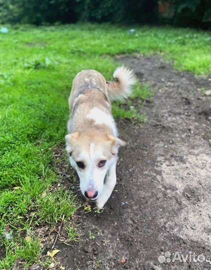 Спасите собачку из приюта