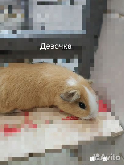 Морские свинки