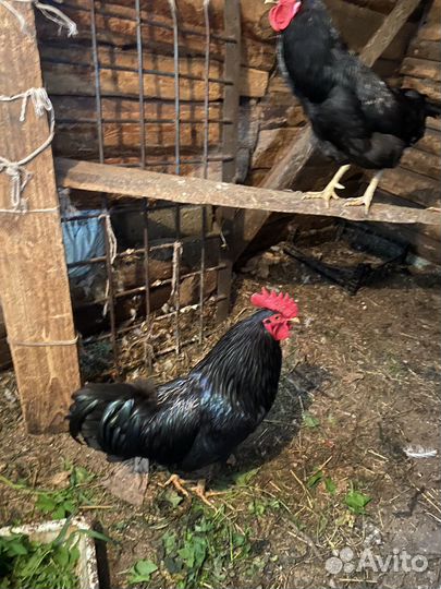 Петух джерсийский гигант