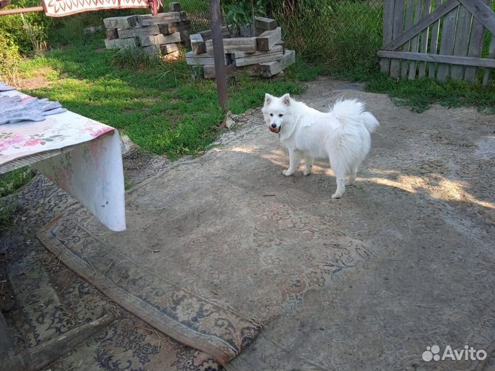 Зоогостиница (передержка) для собак