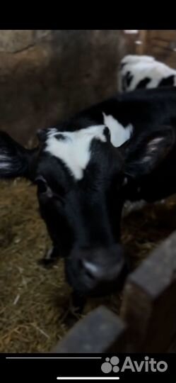 Теленок бычок 4 месяца