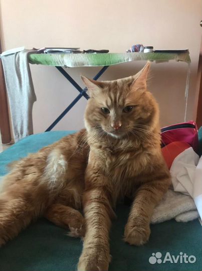 Курильский бобтейл вязка. Нужна невеста для кота