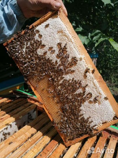 Мёд мед с домашней пасеки