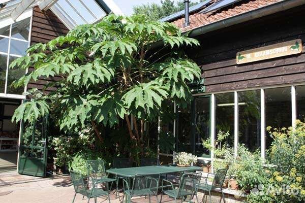 Tetrapanax papyrifer Тетрапанакс бумажный