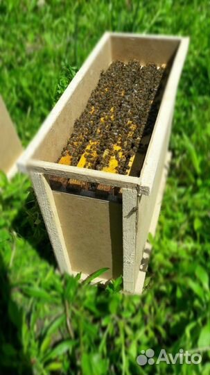 Пчёлосемьи