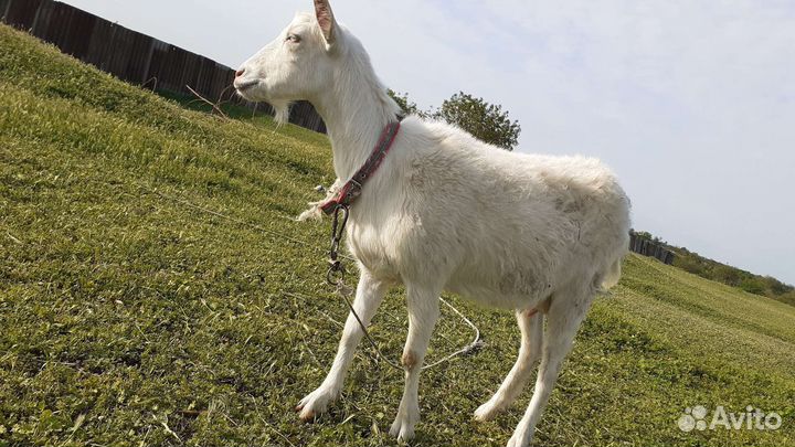 Козы дойные молочные, и 3 козленка