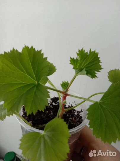 Пеларгония герань