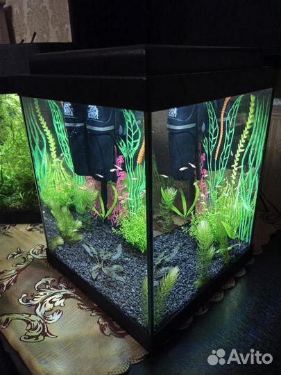 Аквариум. Зеленоград