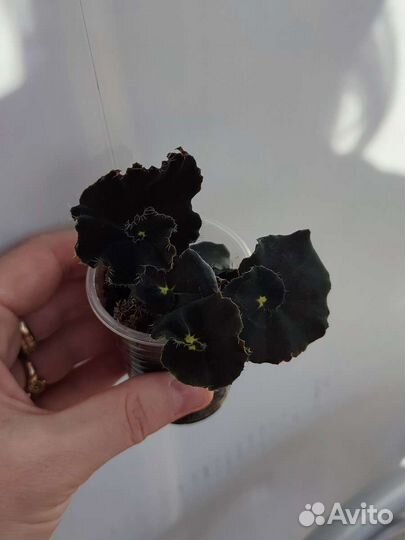 Бегония чёрная мамба