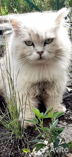 Котик британский шиншилла ищет дом