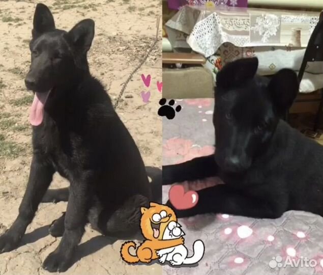 Восточноевропейская овчарка