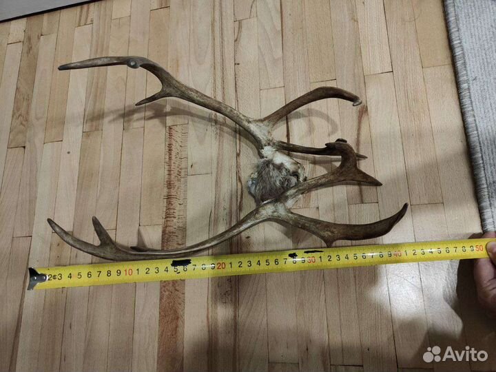 Продам рога оленя