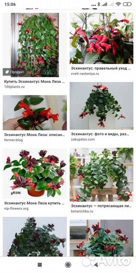 Эсхинантус мона лиза