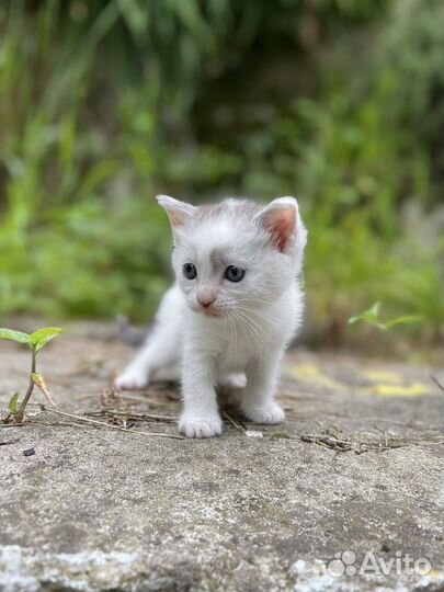 Котята от кошки крысоловки