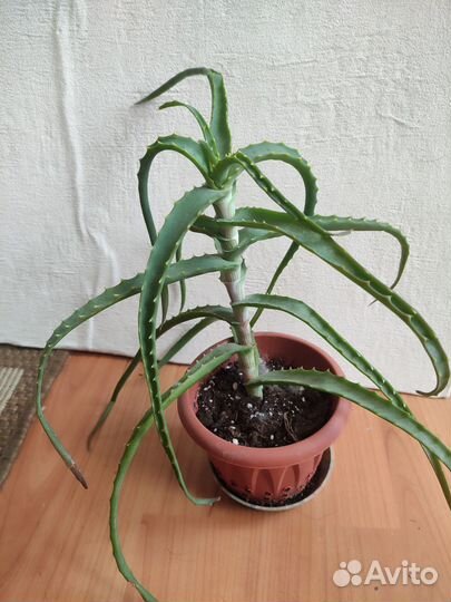 Алоэ древовидное, столетник