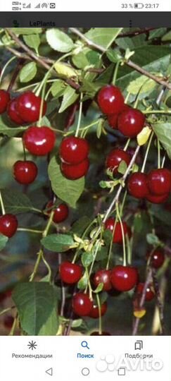 Саженцы вишни