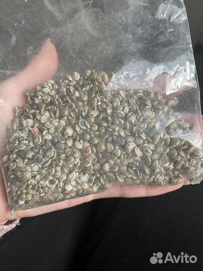 Морские ракушки маленькие для аквариума