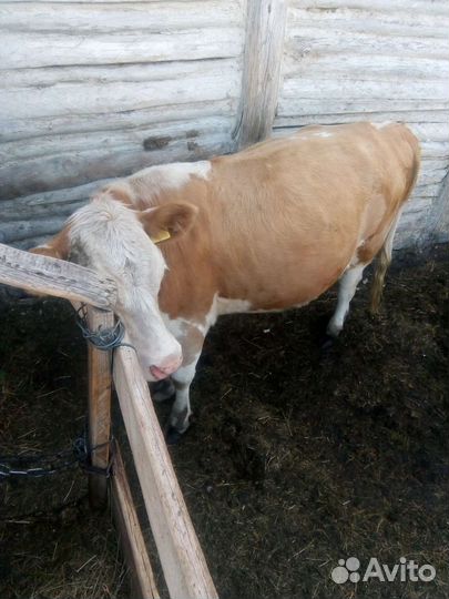 Телка стельная