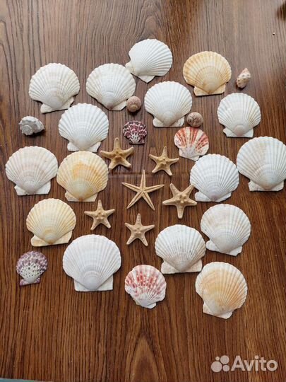 Настоящие морские звезды и ракушки