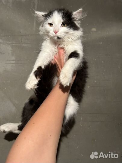 Красивый котенок в добрые руки