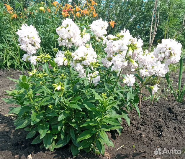 Многолетние декоративные садовые цветы