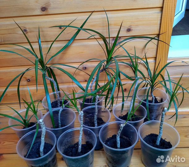 Пальма драцена