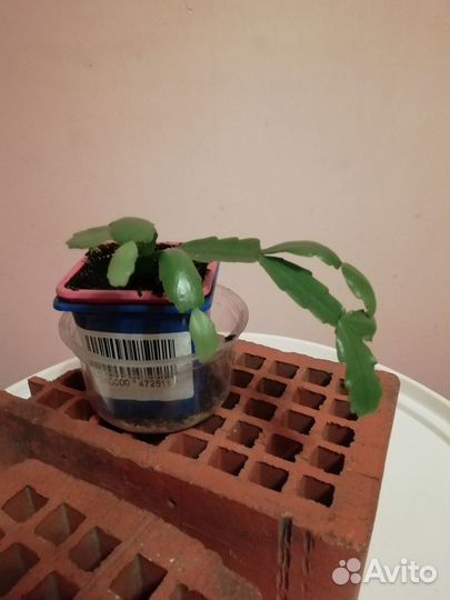 Цветок декабрист