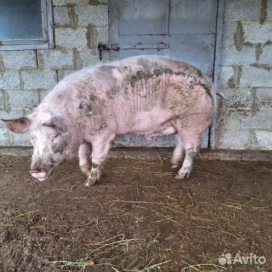 Хряк на племя