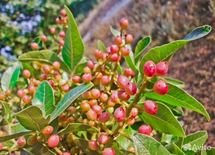 Фисташка морозостойкая съедобная саженцы