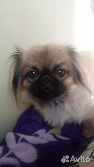 Щенки пекинеса Красноярский край