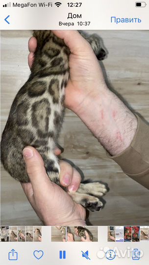 Бенгальские котята