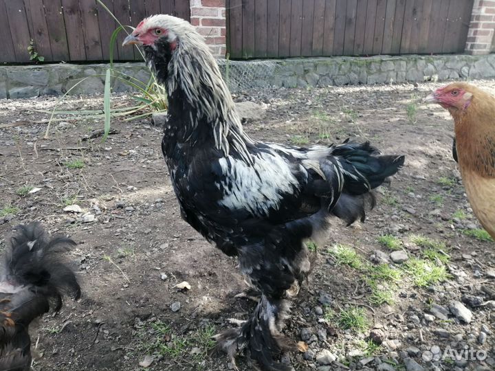 Петух брама