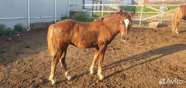 Продам кобылу