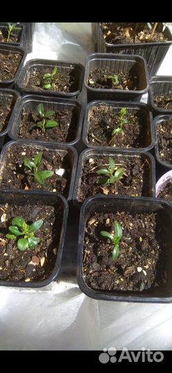 Самшит вечнозеленый