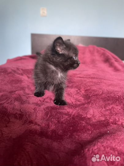 Котятки бесплатно