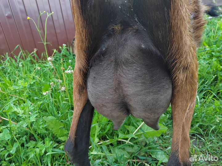 Альпийская козочка