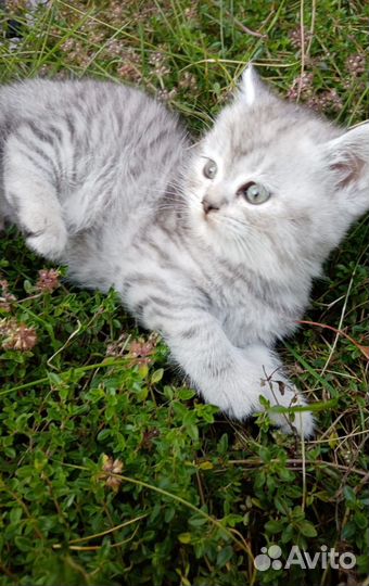 Красавчики британцы