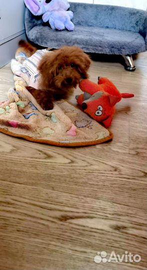 Мальтипу детка